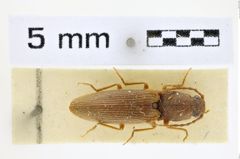 Foto (Dorsalansicht) von Athous propinquus (NHMW-ZOO-COL-0008553)